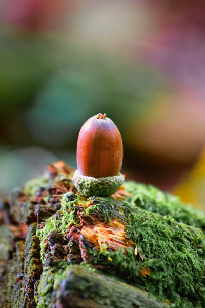crear una página web, desde la bellota al árbol